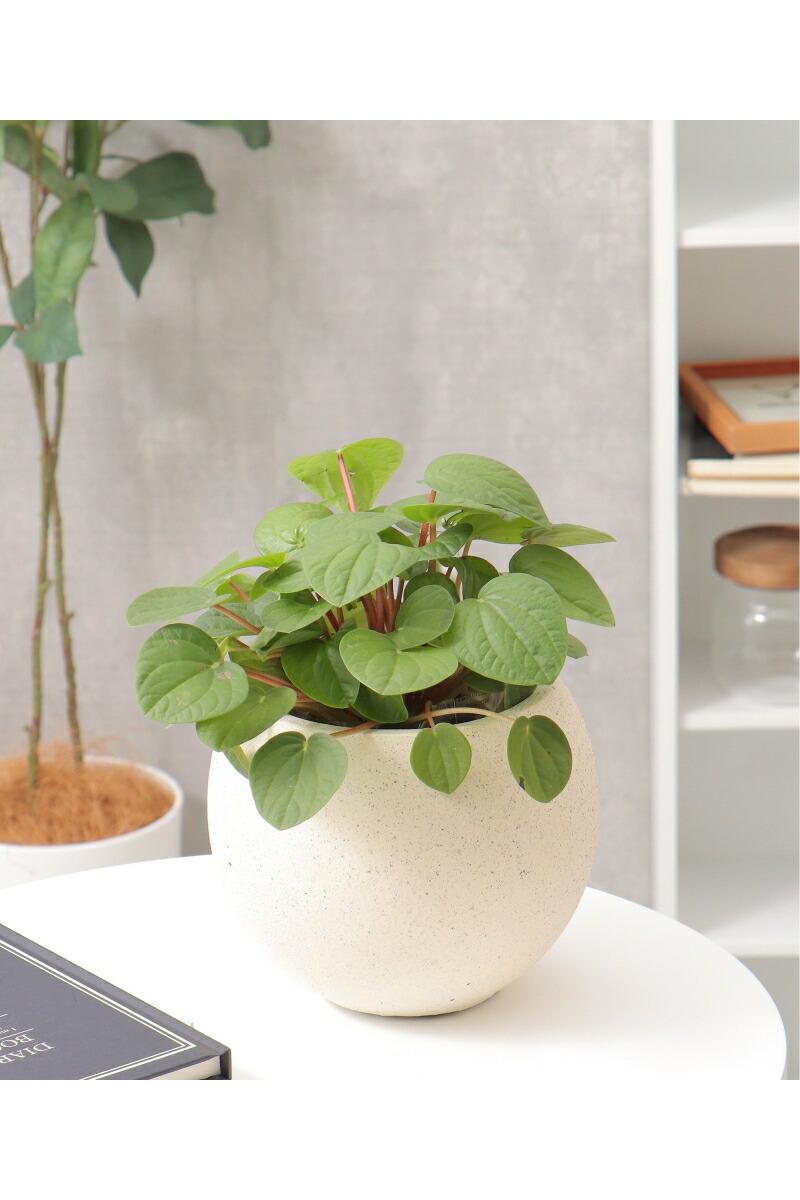 【未使用】３個セットネイバーフッド SRL BOWL-L/P-PLANT POT プラントポット SRL ． SMALL BOWL PLANT POT