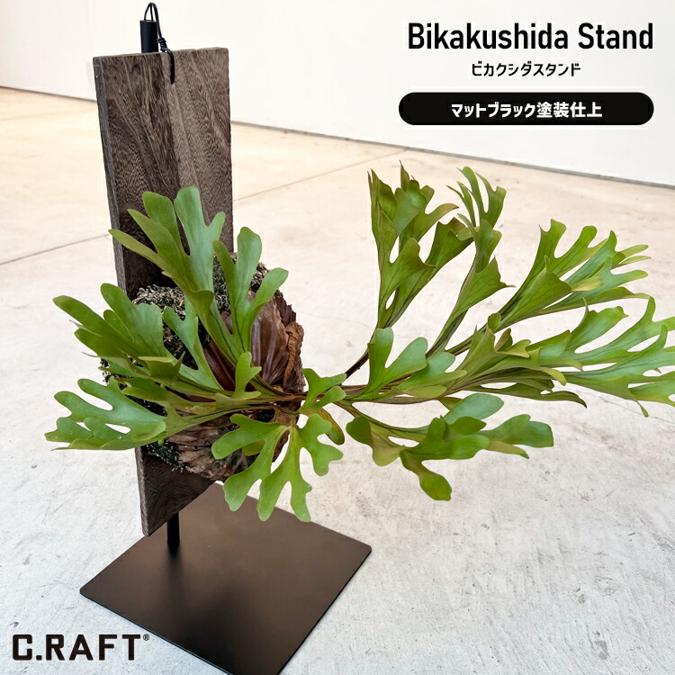 楽天市場】（観葉植物）バージンコルクプランツ コウモリラン