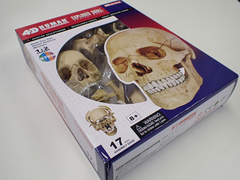楽天市場 4d Vision 人体解剖モデル 1 2 頭蓋骨解剖モデル アオシマ 立体パズル クラホビ