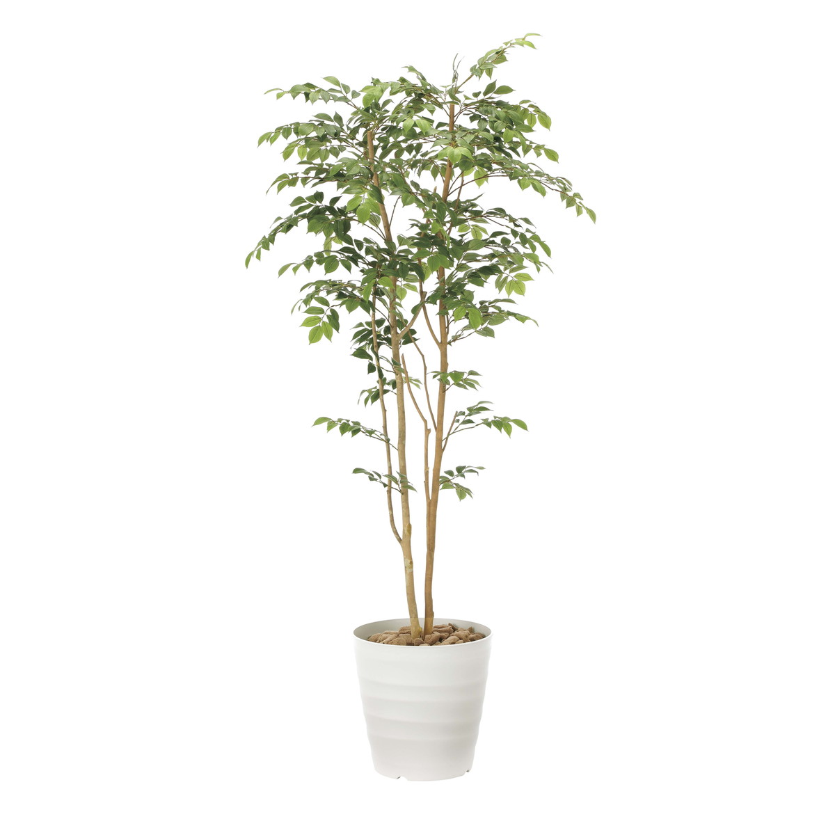 楽天市場】【スーパーSALE10％OFF】光触媒観葉植物 フレッシュ