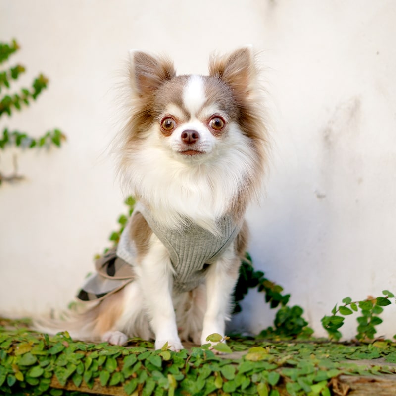 楽天市場 Crazyboo クレイジーブー星柄ストーン 迷彩 ワンピースxs S M Lサイズオフホワイト グレー小型犬 チワワ キャバリア ヨークシャーテリア シーズー マルチーズ プードル犬服 犬の服 ドッグウェア春夏コレクション Crazyboo