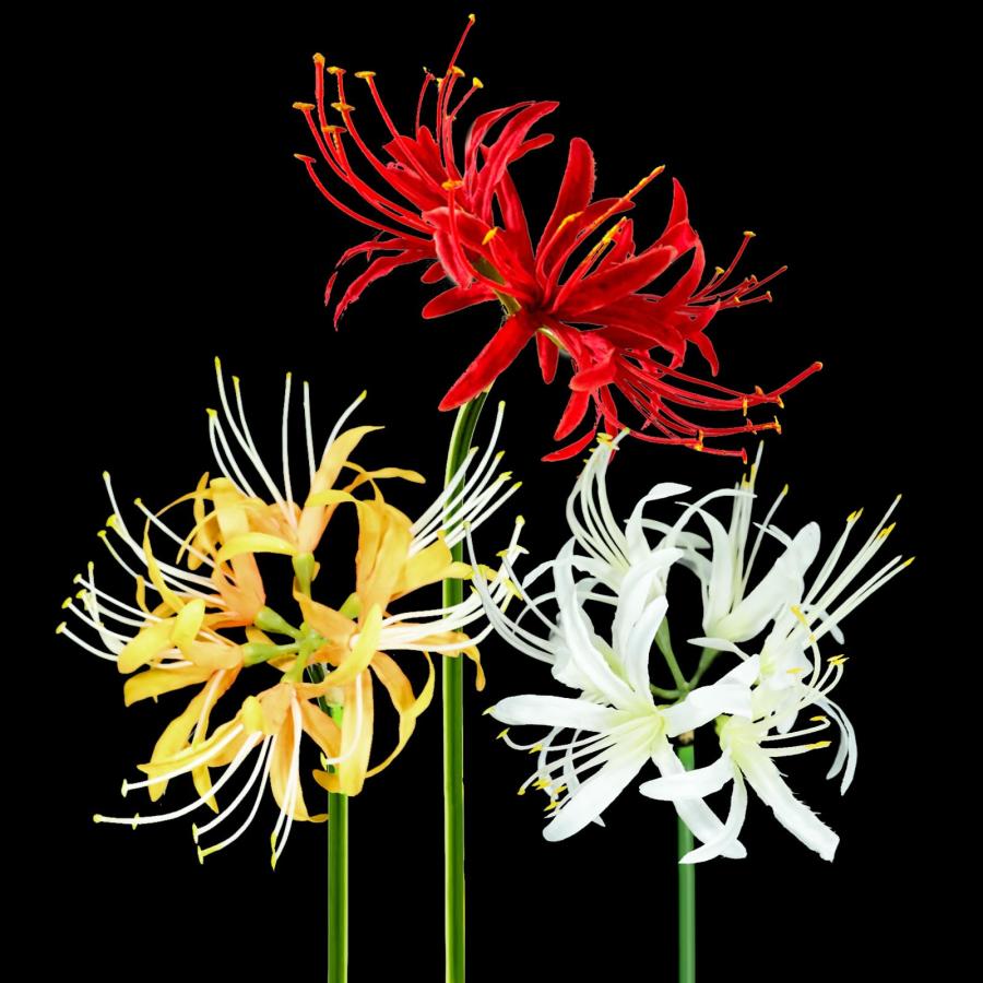 楽天市場】造花 彼岸花 6本セット 曼珠沙華 FM8392 シルクフラワー お