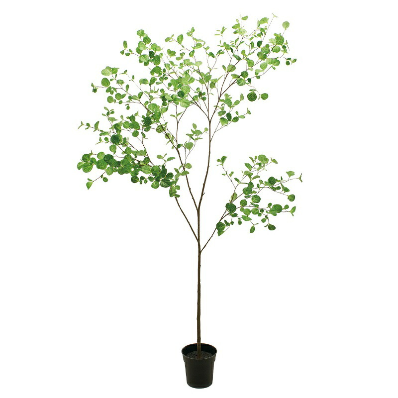人工観葉植物 ヘーゼルナッツリーフ ポット 光触媒加工 高さ180cm （P194-zv300671) （代引き不可） インテリアグリーン フェイクグリーン