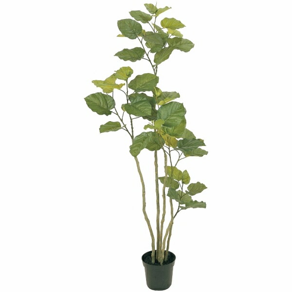 人工観葉植物 ウンベラータ 光触媒加工 高さ165cm （P198-zv5227) （代引き不可） インテリアグリーン フェイクグリーン｜人形のゆめさき 35,230円