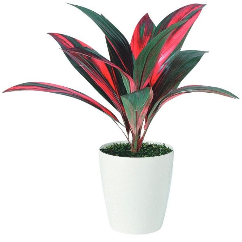 人工観葉植物 レインボーテルミナリス ポット付き 高さ55cm （P112-91513) （代引き不可） インテリアグリーン フェイクグリーン｜人形のゆめさき