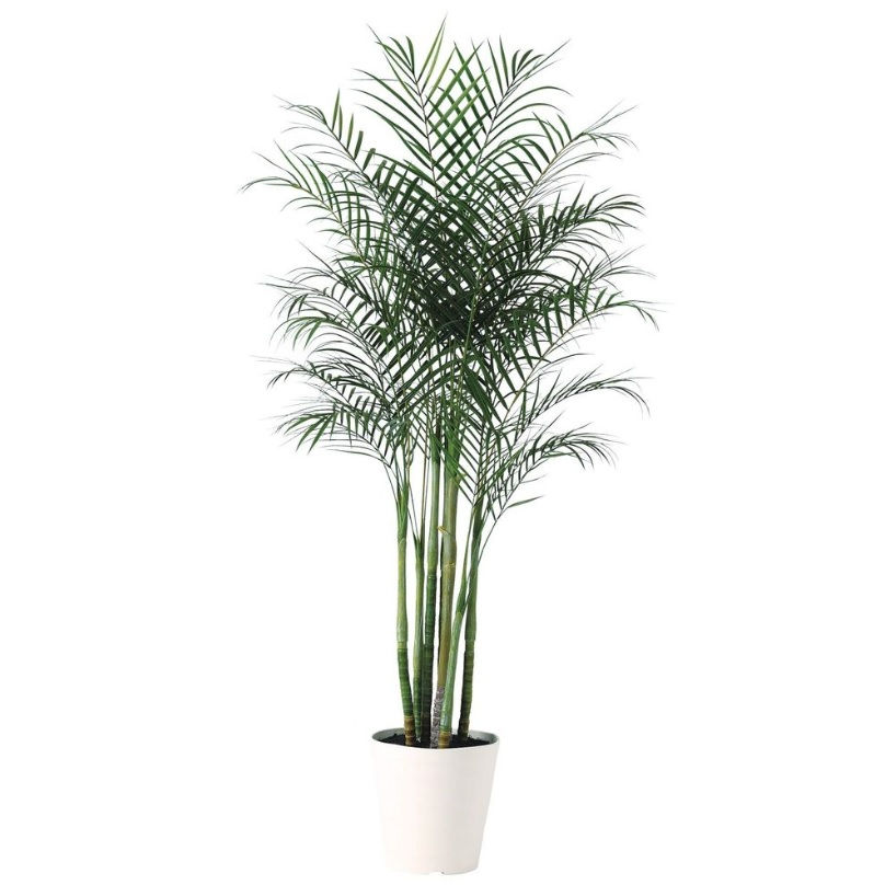 人工観葉植物 アカシヤシ株立 PE 200 ポット付き 高さ200cm （P87-91629) （代引き不可） インテリアグリーン フェイクグリーン