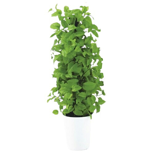 人工観葉植物 MIX ヘゴ ライム/ライム 90 Pole style ポット付き 高さ90cm (P68-91802) (代引き不可) インテリアグリーン フェイクグリーン|人形のゆめさき
