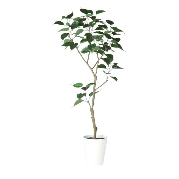 人工観葉植物 インドボダイジュ FST 150 ポット付き 高さ150cm （P47-91858) （代引き不可） インテリアグリーン フェイクグリーン｜人形のゆめさき