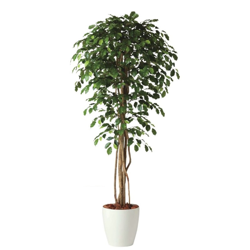 人工観葉植物 フィッカスベンシャミナリアナ 180 natural ポット付き 高さ180cm （P58-98521) （代引き不可） インテリアグリーン フェイクグリーン