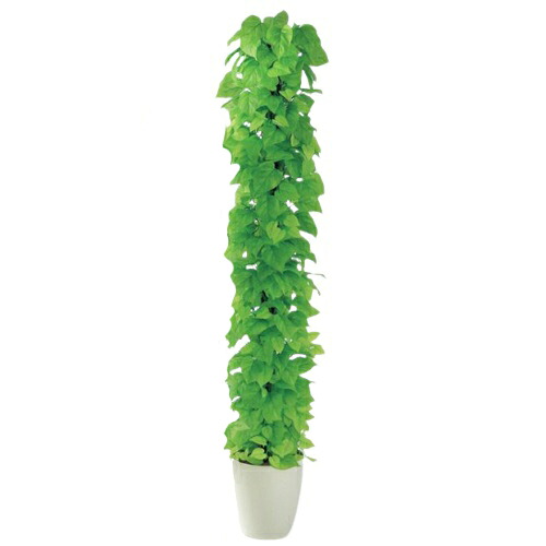 人工観葉植物 ライムポトスヘゴ 180 Pole style ポット付き 高さ180cm (P69-98639) (代引き不可) インテリアグリーン フェイクグリーン|人形のゆめさき