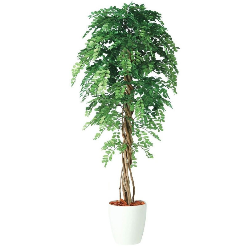 人工観葉草木 アカシアリアナ 180 ポット付き添い人 高さ180糎 （P80-98983) （代引っ張ること不可） 室内装飾緑であること フェイクグリーン