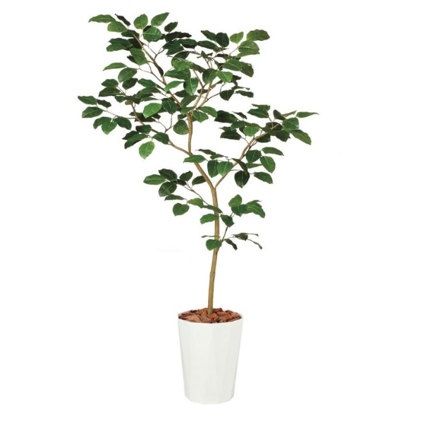 人工観葉植物 ベンガルボダイジュ FST 180 ポット付き 高さ180cm (P47-99114) (代引き不可) インテリアグリーン フェイクグリーン|人形のゆめさき