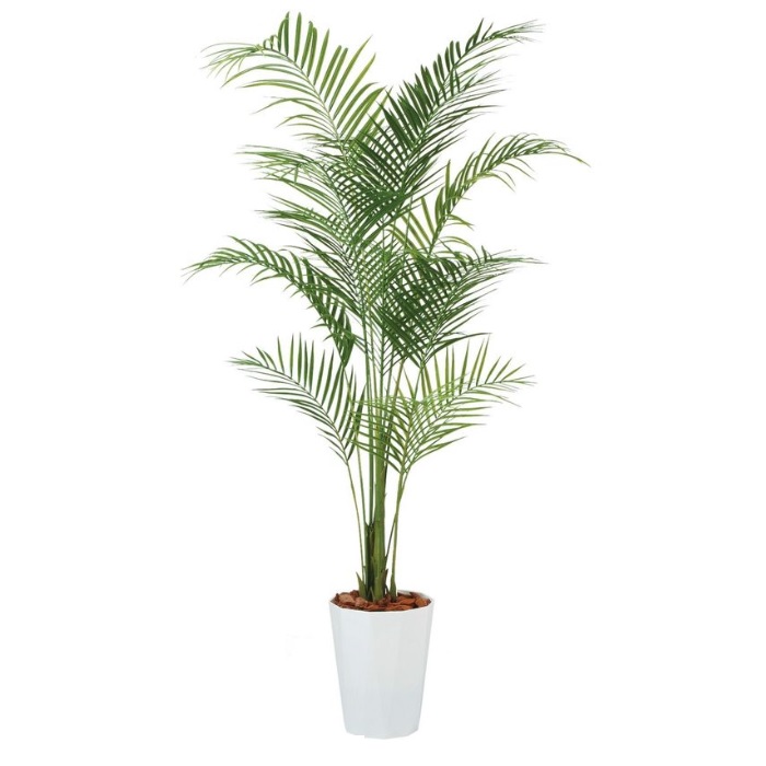 人工観葉草木 アカシヤシ PE 200 ポット付き添い人 高さ200糎 （P85-99153) （代引っ張ること不可） 室内装飾緑であること フェイクグリーン