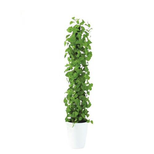 人工観葉植物 ライムポトスヘゴ 150 Pole style ポット付き 高さ150cm (P69-99305) (代引き不可) インテリアグリーン フェイクグリーン|人形のゆめさき