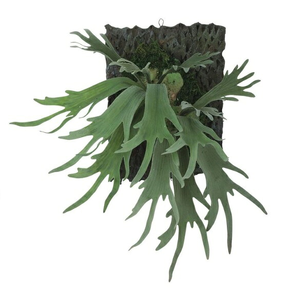 人工観葉植物 コウモリラン デコ ウォールハンキング 高さ55cm (P23-99557) (代引き不可) インテリアグリーン フェイクグリーン|人形のゆめさき