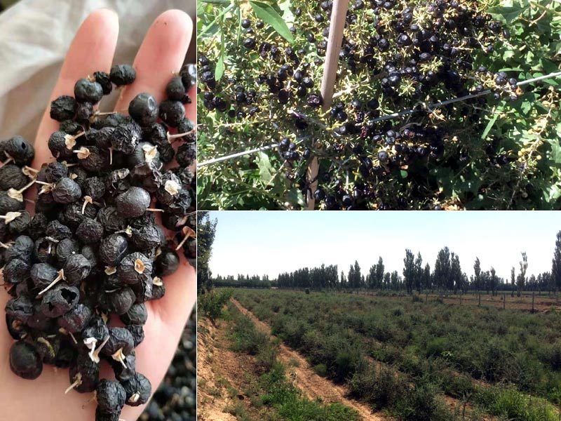 楽天市場 柔らかい黄金 ブラックゴジベリー 黒クコ たっぷり100g 中国貿易ctcオンラインshop