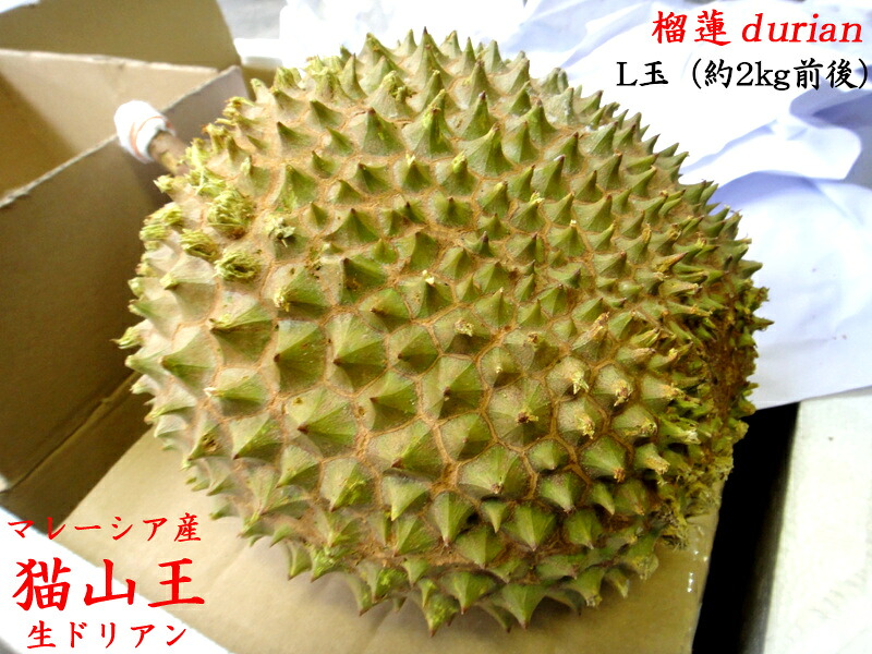 予約販売　ドリアン 【猫山王】マレーシア産　榴蓮 durian 生Ｌ玉 （4月24日以降の発送）