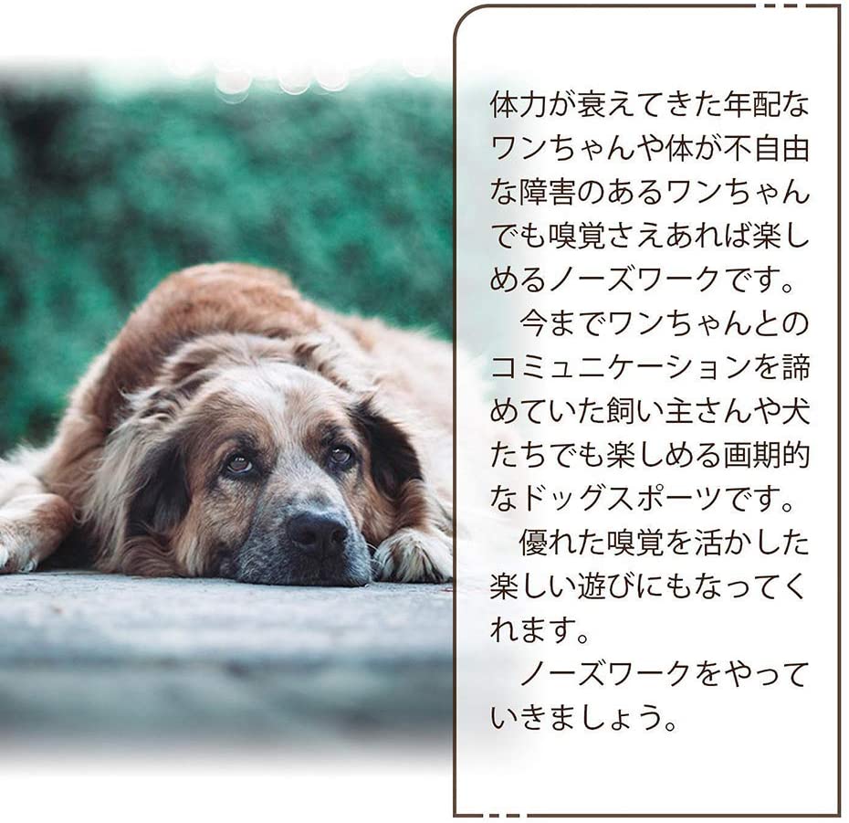 楽天市場 知育玩具 知育トイ ペットおもちゃ にんじん 犬おもちゃ ノーズワーク オモチャ 犬 イヌ ペット用 早食い防止 フードボウル おやつボール トリーツ ゲーム しつけ 認知症 防止 トレーニング 訓練 うちで遊ぼう Cuclo Shop