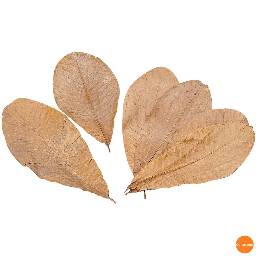 楽天市場】中国産 朴葉 乾燥ほうばの葉（S又はM）真空 20枚x50P（P330