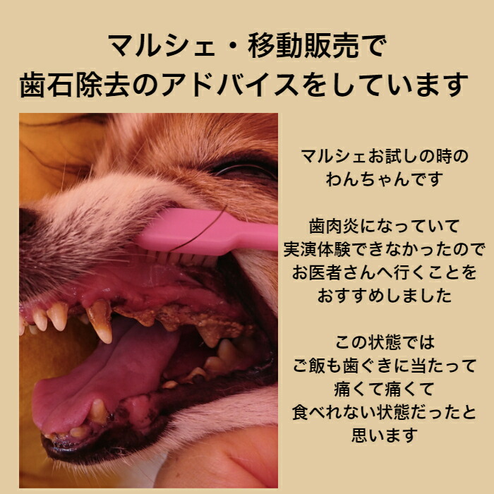 市場 犬 歯肉炎予防 口臭予防 天然成分 ゼオライト不使用 歯石 自分で 歯磨き 猫 歯石除去 歯石取り