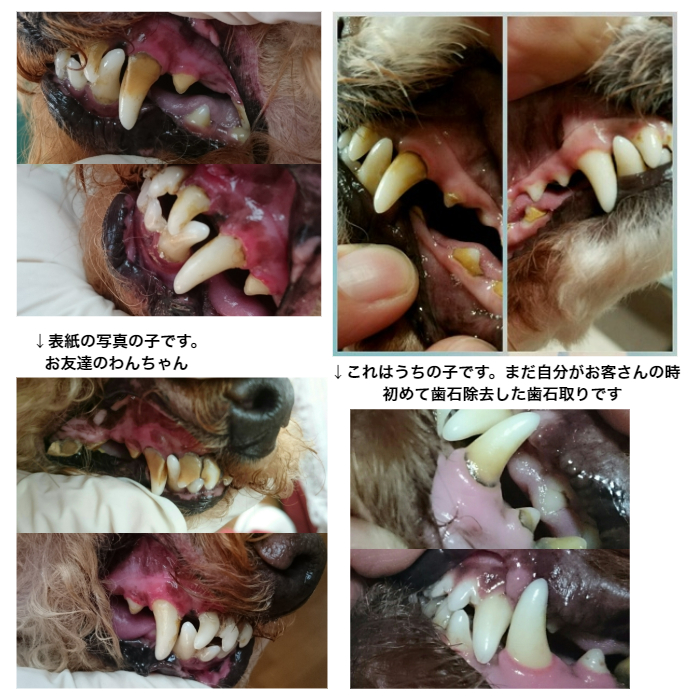 犬 猫 自分で ゼオライト不使用 歯石除去 歯磨き 天然成分 歯石 歯石取り 口臭予防 歯肉炎予防