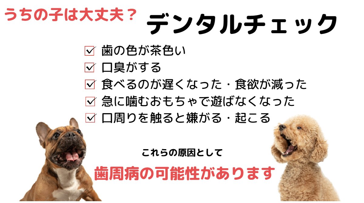 楽天市場】【コラーゲン パテラ アトピー】アルマ1000 マリン