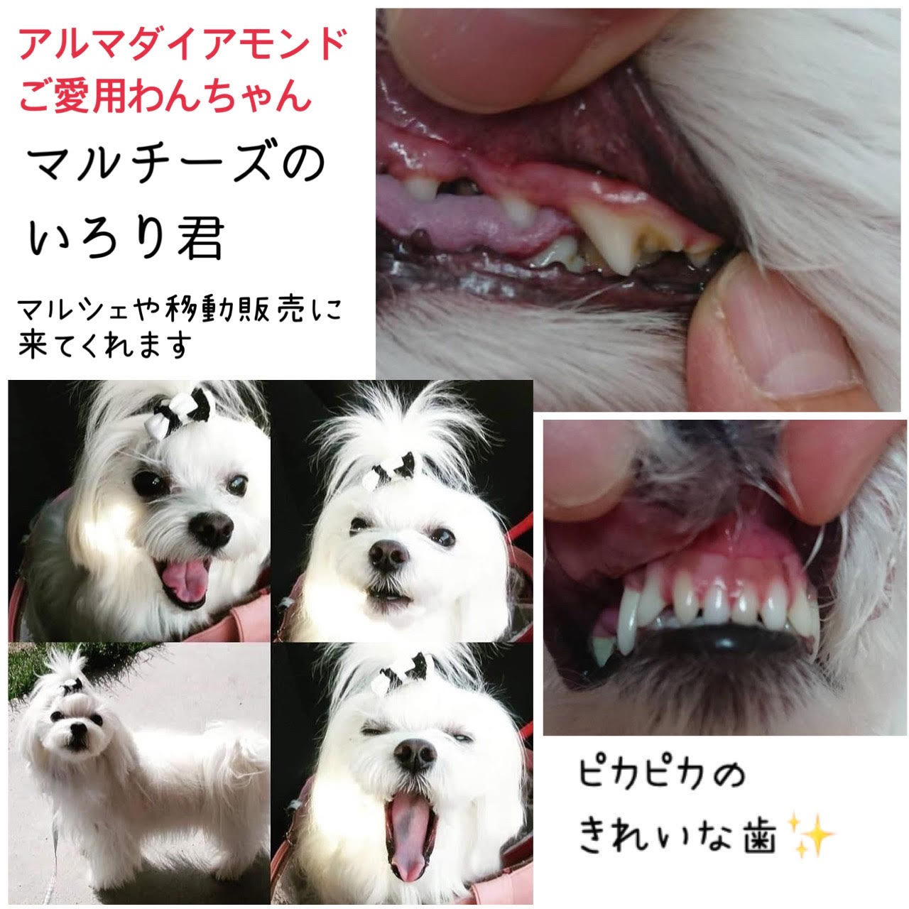 クリアランスバーゲン 期間限定開催 犬 猫 歯石除去 アルマダイアモンド 高い素材 Talalsalman Com