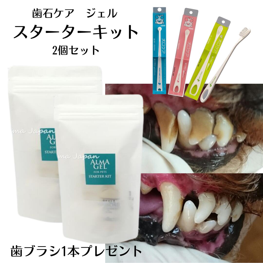 キュレットデー 4月9日