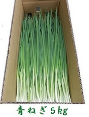 楽天市場】青ねぎ10kg ネギ 長ねぎ 徳島県産 産地直送冷蔵便 送料別