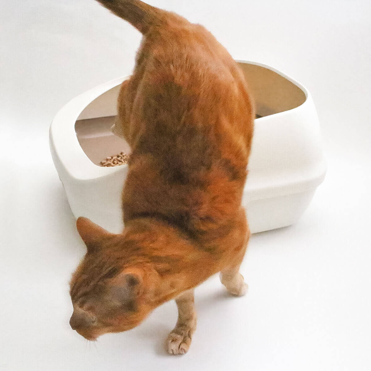 楽天市場 デオトイレ すのこ式 猫 トイレ セット トイレシート 消臭抗菌サンド2l 小さな村の猫砂お試し2l スコップ ナチュラルアイボリー 猫 用品の通販nekozuki ねこずき
