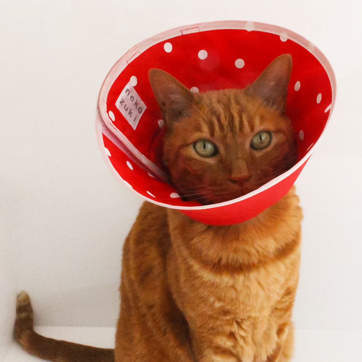 セミオーダー エリザベスカラー 猫 ソフト 柔らかい フェザーカラー 布 スタンダード Mavipconstrutora Com Br