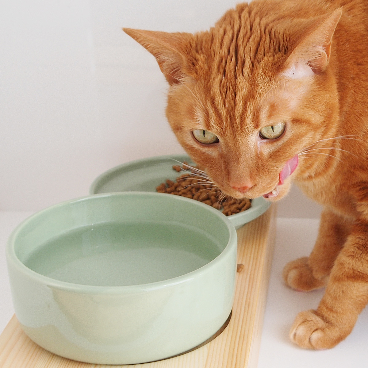 Можно кормить кошек рыбой. Еда для котят. Кормление кошек. Корм для кошек. Натуральная еда для кота.