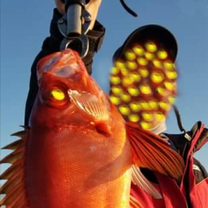 フィッシュグリップ ブラック Power 5個セット ルアー フィッシングスケール 魚掴み 計測機能付 18kg バス釣り 釣り Rvcconst Com