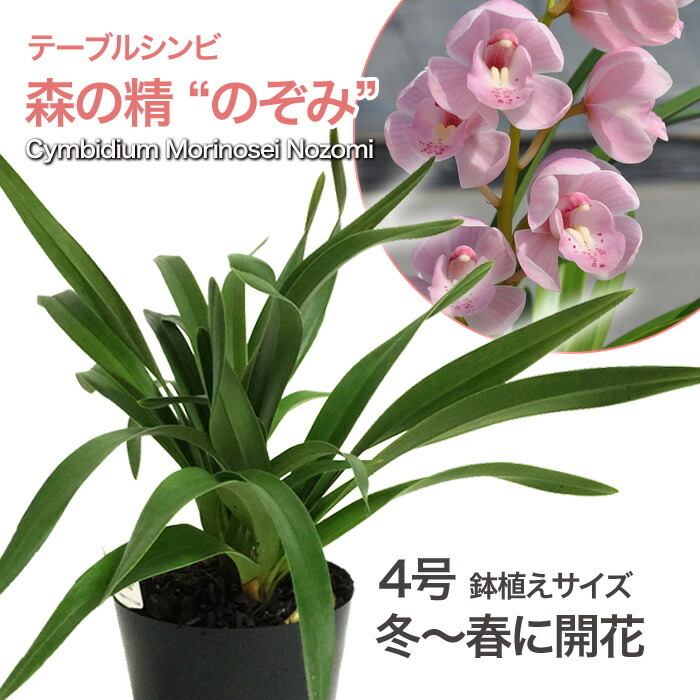 楽天市場】しんびすとのテーブルシンビ'百年の恋'４号花無一作開花見込苗管理説明書＆春の追肥セット【シンビジウム】 : しんびすとのらん屋さん