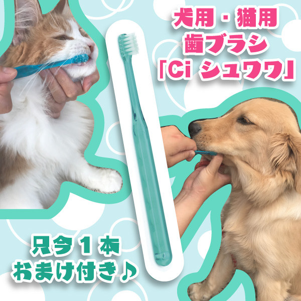 楽天市場 メール便選択で送料無料 歯石取り ヤニ取り スケーラー ホータイプ 愛犬や愛猫の歯石取りに便利 今なら犬用 猫用 歯ブラシ Ci シュワワ 1本おまけ付 歯科医院専売品のデンタルフィット