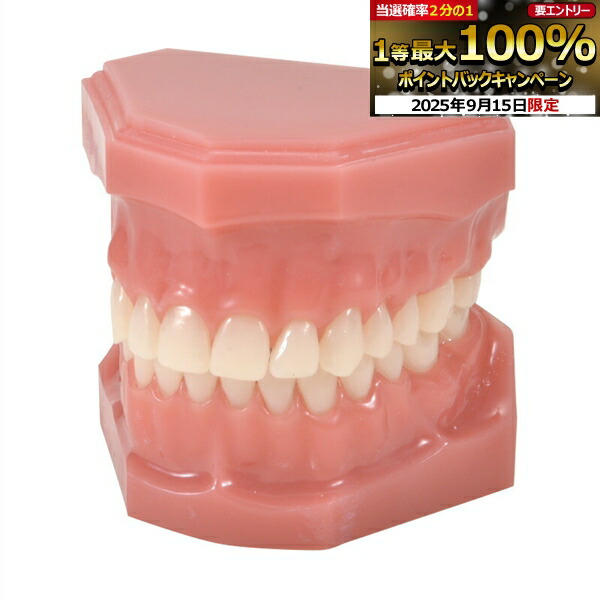 NISSIN DENTAL MODEL 可動式上下顎模型 NISSIN DENTAL MODEL 可動式上下顎模型