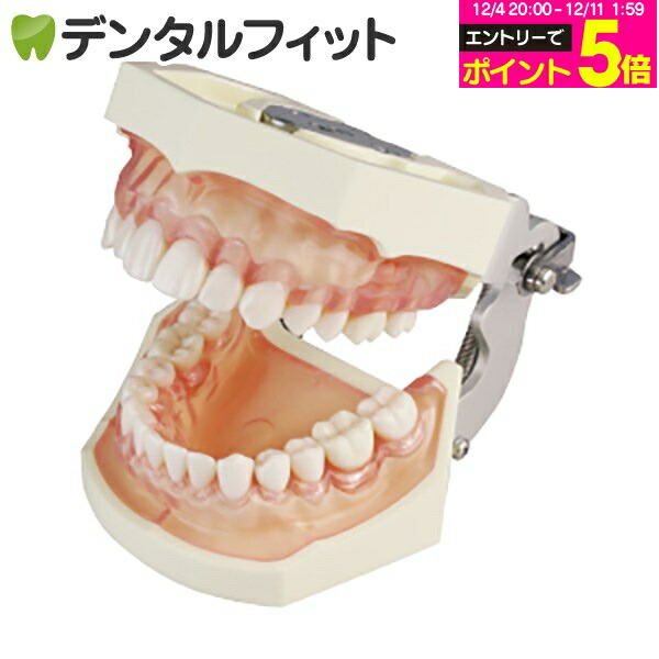 楽天市場】シンプルマネキンIII用 頬粘膜ボックス フルカバーB