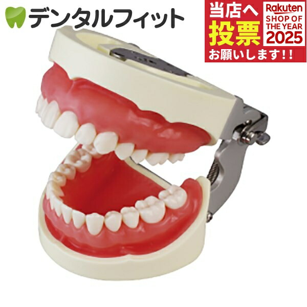 楽天市場】【☆ポイント5倍 11/1 0:00-23:59】SRP用顎模型