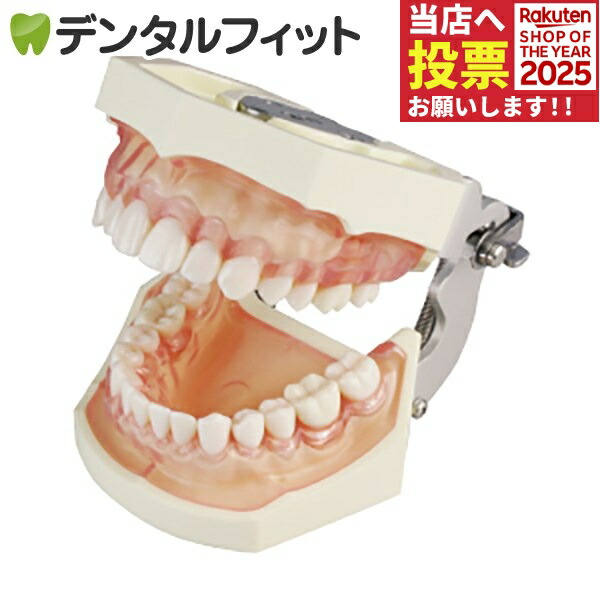 楽天市場】シンプルマネキンIII用 頬粘膜ボックス フルカバーB