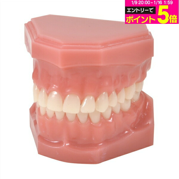 楽天市場】【☆エントリーP5倍 1/9 20:00-1/16 1:59】SRP用顎模型