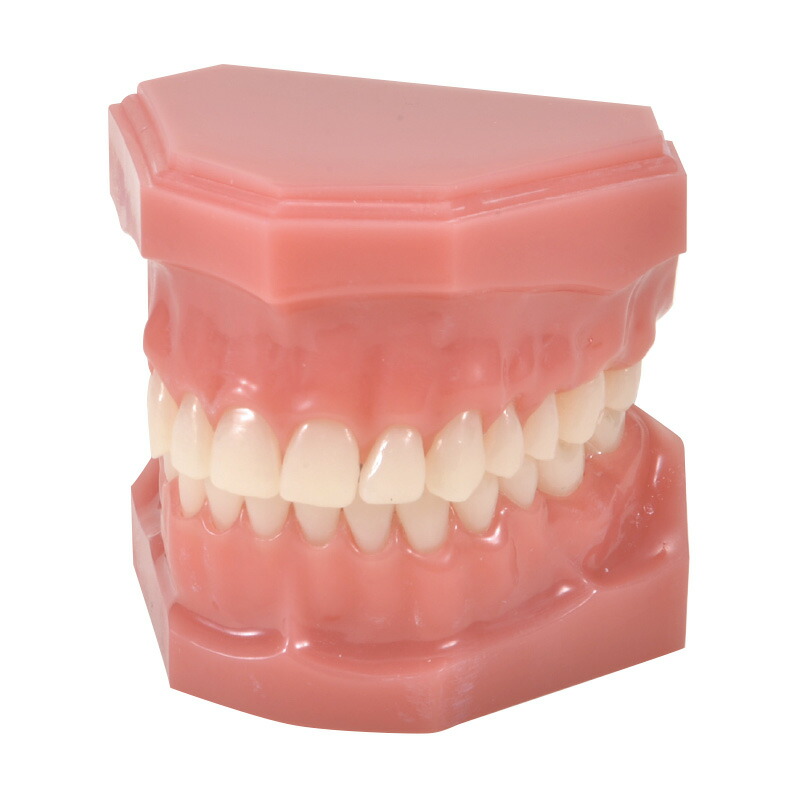 楽天市場】補綴修復用顎模型 (NISSIN DENTAL MODEL) (D16FE-500A(GSF