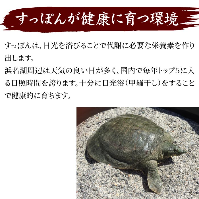 売り切り御免！】 浜名湖の極上すっぽん鍋セット 800g 甲羅付き 400g×2パック 服部中村養鼈場 静岡 浜松 はっとり スッポン 服部もの  服部中村養べつ場 切り身 すっぽん料理 鍋 すっぽん鍋 冷凍 真空パック ギフト fucoa.cl