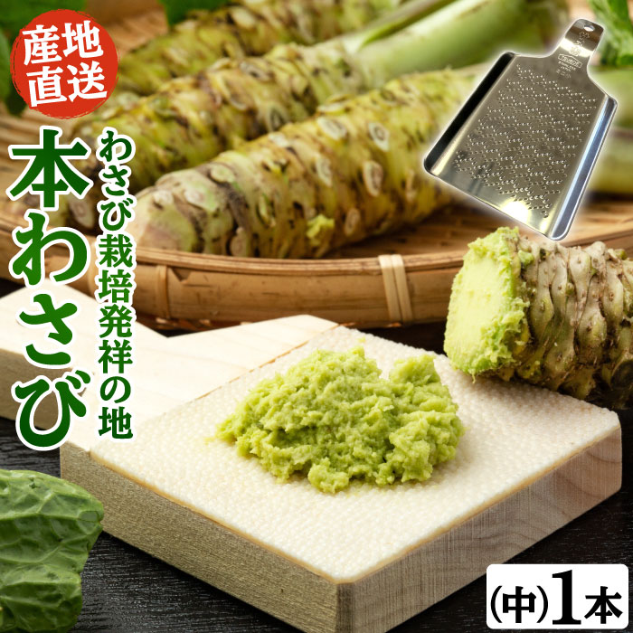 くつろぎカフェタイム 伊豆産 本生わさび 1kg 山葵 - 通販 - mateinbox