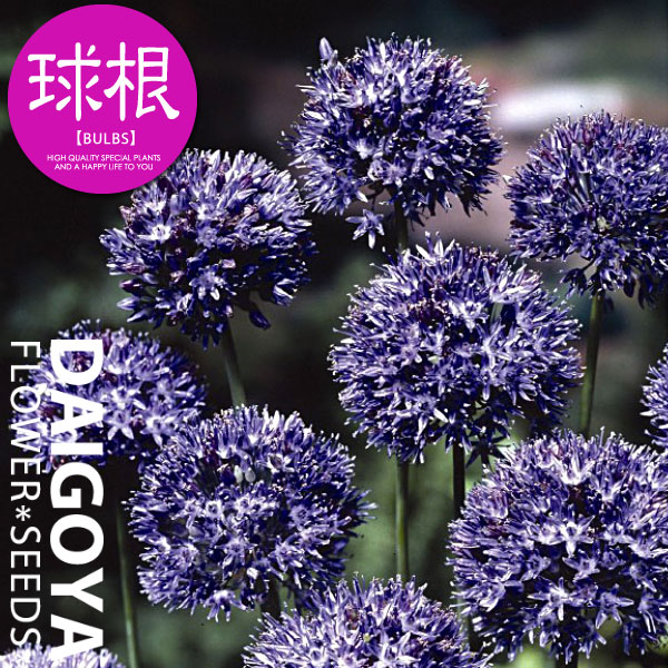 楽天市場】アリウム グローブマスター（特大球/藤紫）【球根】1