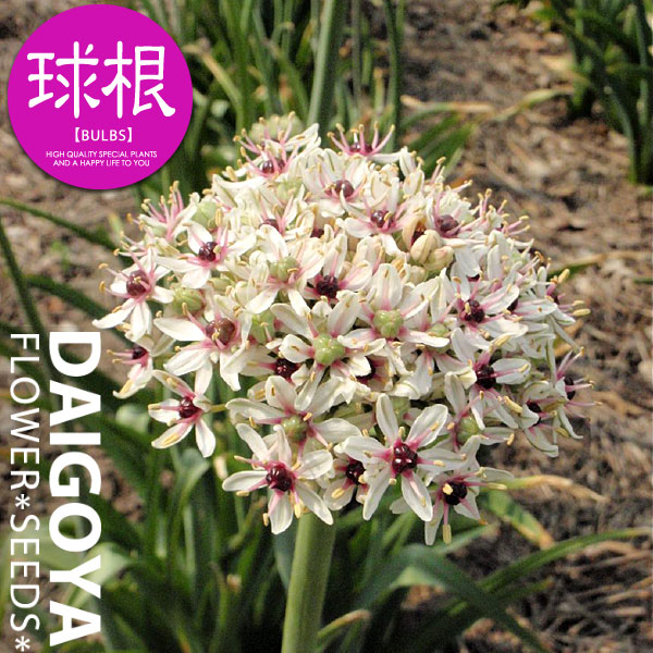 シューベルティ 確認用アリウム 球根 アリウム：シューベルティ4.5号ポット の通販 | 園芸ネット