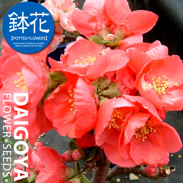 楽天市場】【現品 No.9332】 ボケ（木瓜） 咲分けする 東洋錦 4.5号