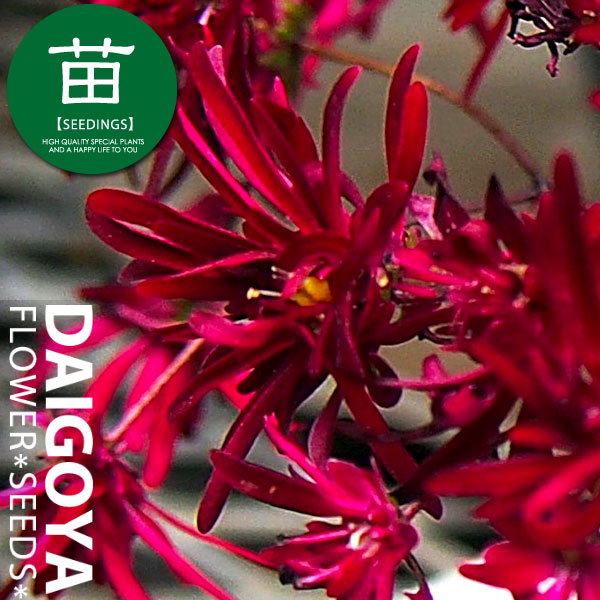 珊瑚　花？ 楽天市場】ジュズサンゴ(数珠珊瑚) レッド 5号（直径15cm）鉢 1