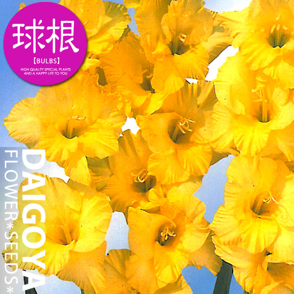 楽天市場 グラジオラス 球根 8球入り袋詰め 単色咲き黄 種苗 花苗 球根の専門店 大郷屋
