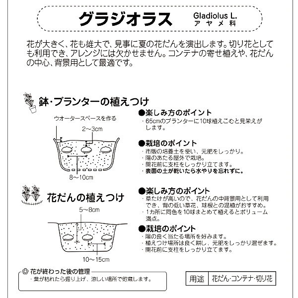 楽天市場 グラジオラス ２色咲き プリシラ 球根 8球入り袋詰め 種苗 花苗 球根の専門店 大郷屋