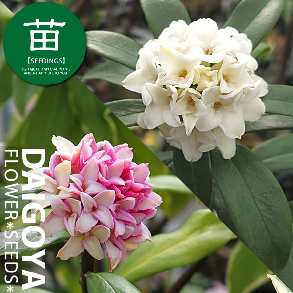 楽天市場】【現品】チャイナニンジンボク（細葉中国人参木）青花
